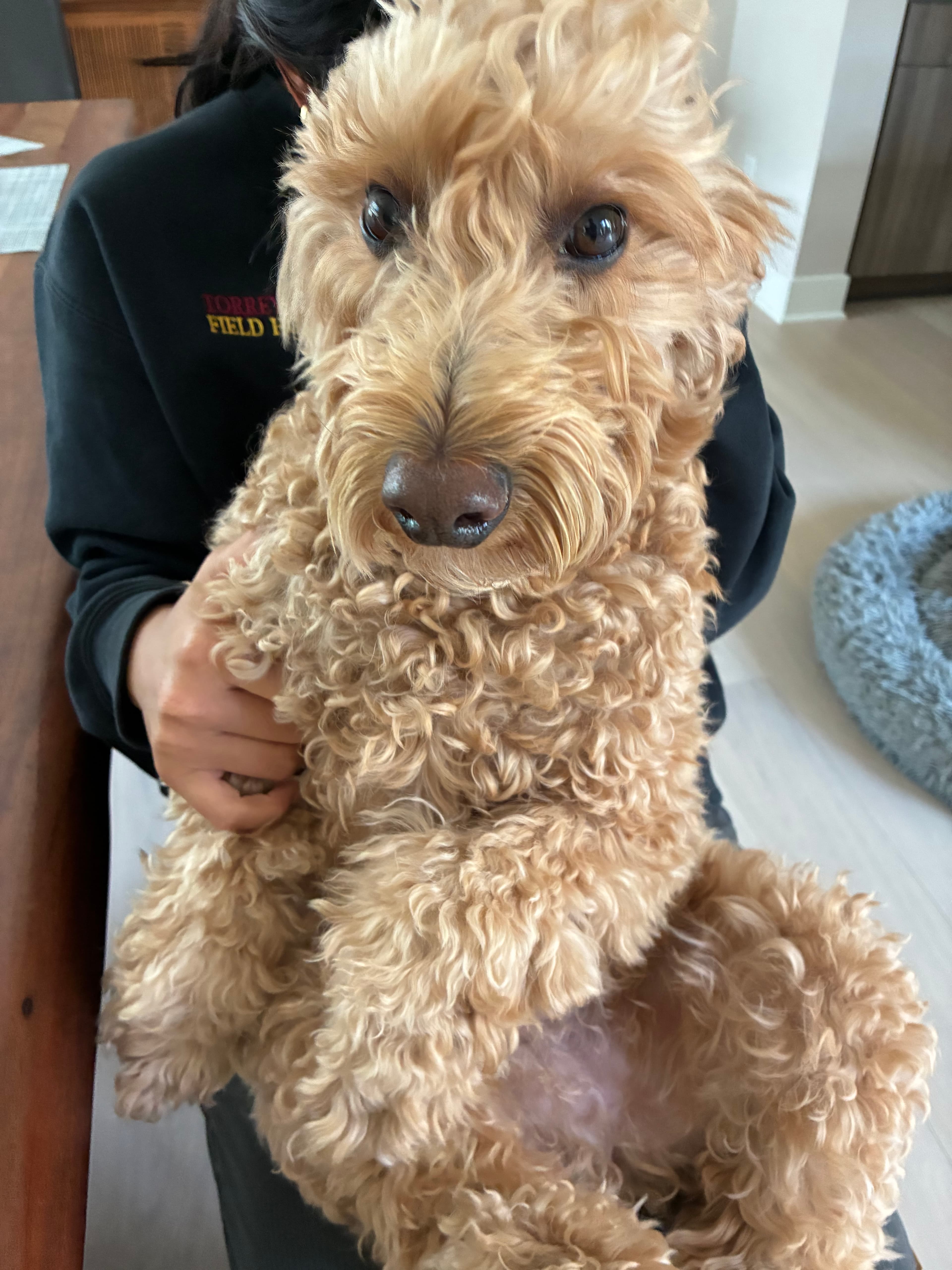 Teddy, a curly apricot-colored dog, being held and looking at the camera